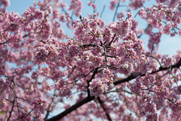 Sakura (Cherry Blossom)  blooming with blue sky in spring around Ueno Park in Tokyo , Japan