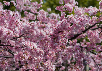 Sakura (Cherry Blossom)  blooming with blue sky in spring around Ueno Park in Tokyo , Japan