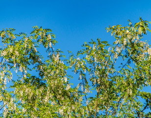 Acacia in primavera