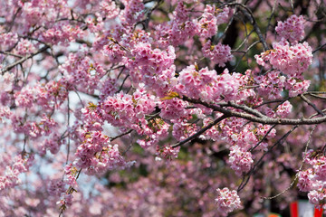 Sakura (Cherry Blossom)  blooming with blue sky in spring around Ueno Park in Tokyo , Japan
