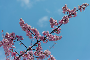 Sakura (Cherry Blossom)  blooming with blue sky in spring around Ueno Park in Tokyo , Japan