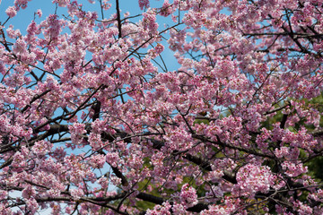 Sakura (Cherry Blossom)  blooming with blue sky in spring around Ueno Park in Tokyo , Japan