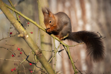 Red squirrel sitting on a tree branch and eating red berries