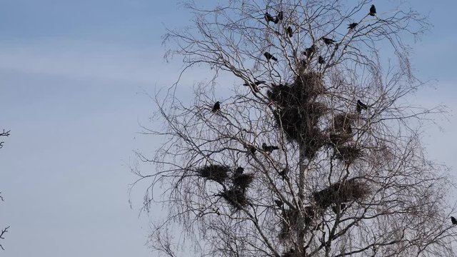 black raven nesting site. nests in tall trees above the houses