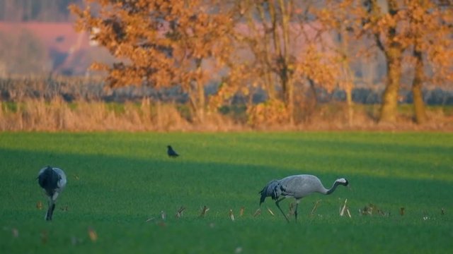 Common Cranes or Eurasian Cranes (Grus Grus) birds resting and feeding in a field during migration