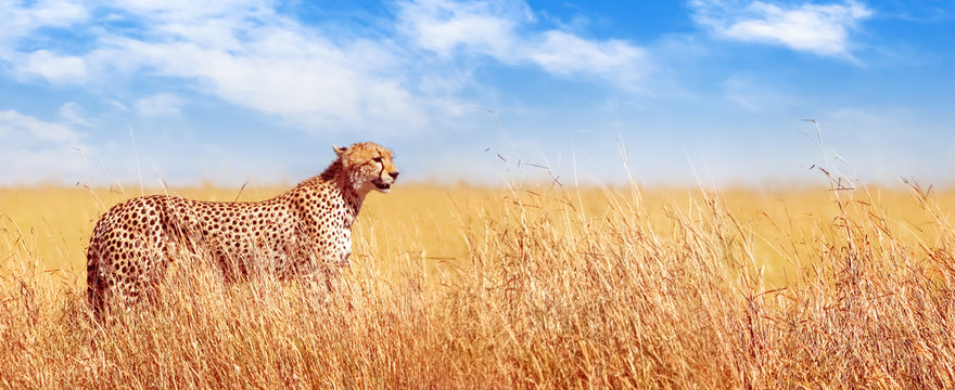 Cheetah in the African savannah. Africa, Tanzania, Serengeti National Park. Banner design.