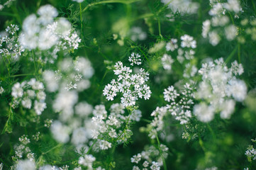White little flowers