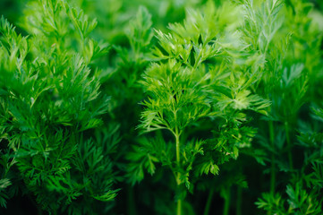 Carrot leaves
