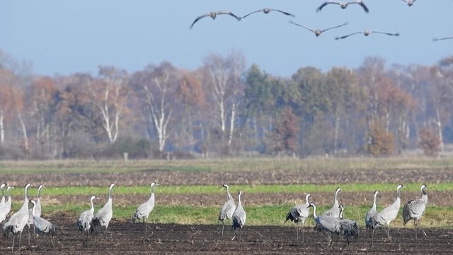 Common Cranes or Eurasian Cranes (Grus Grus) flying in slow motion over a field during migration in autumn