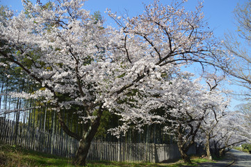 竹林と遊歩道の間に満開のサクラ並木がある風景