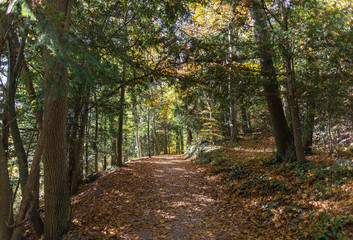 path in the forest