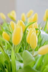 Beautiful bouquet of yellow tulips flowers with green leaves close-up with blurred background