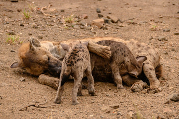 Spotted hyena mother looking at her three siblings feeding from her