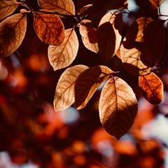 red tree leaves texture in the nature