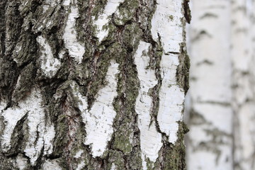 Birch trees with black and white birch bark as natural birch background with birch texture