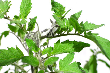 tomato plant with a bunch of closed flowers