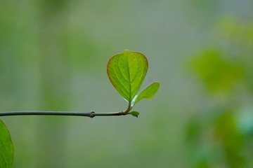 green tree leaves in springtime