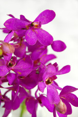 Naklejka na ściany i meble 紫色のモカラの花
