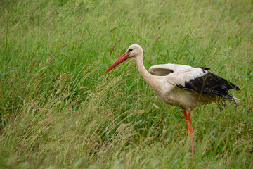 A White stork foraging for food in the wetlands 