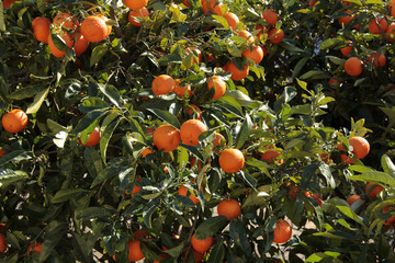 bel oranger ou mandarinier