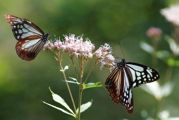フジバカマにアサギマダラ２頭