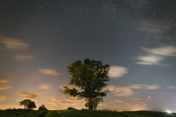 Lonely tree in the green field with starry sky on the background