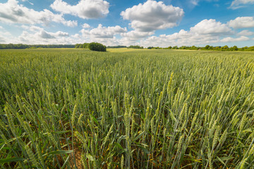 Wide wheat field on a warm spring day