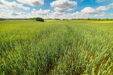 Wide wheat field on a warm spring day