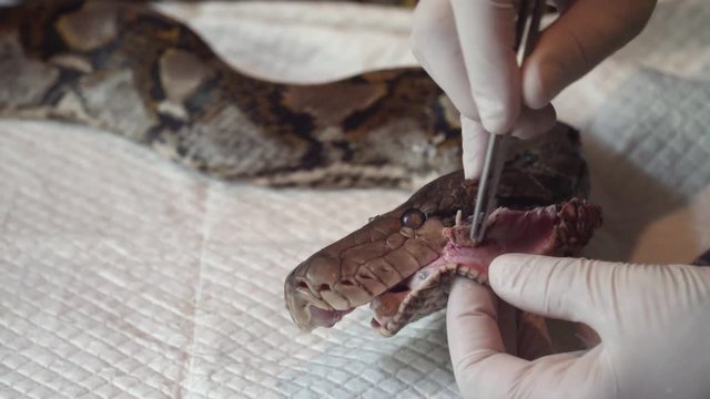 Surgeon Doctor Operating Reticulated Python (Python Reticulatus) Snake. Veterinary Service for Wildlife Animals