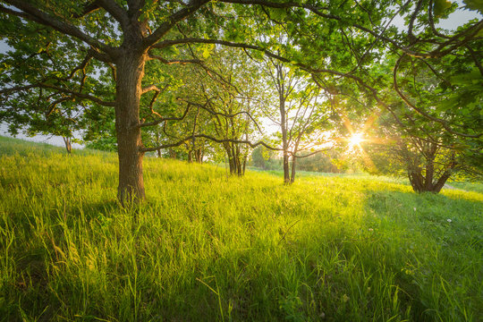 Relaxing under a tree on a warm spring evening