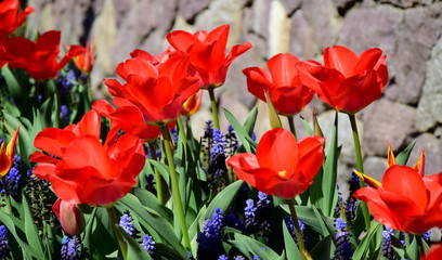 Fototapeta na wymiar Rote Tulpen - Frühjahrsbeet