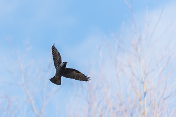 Jackdaw in flight