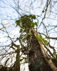 Fototapeta premium tree with green leaves