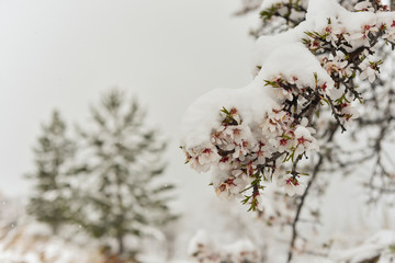 flowers in snow