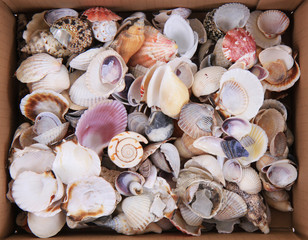 sea shells texture