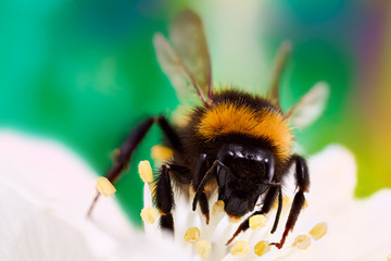 Beautiful big bumblebee takes nectar from the flower