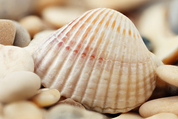 Beautiful small shells lie on small stones