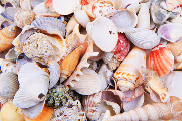sea shells texture