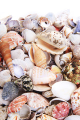 sea shells texture