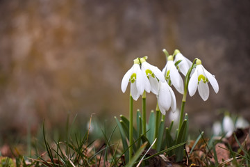 Snowdrops in green grass.