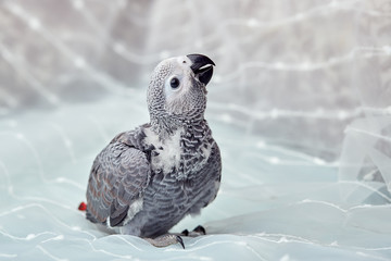 Manual chick Jaco at the age of three months posing and playing.