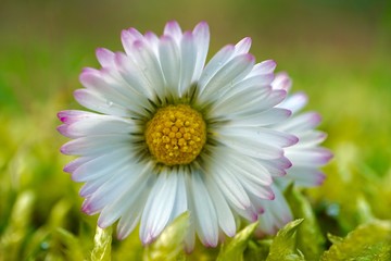Fototapeta premium daisy flower plant in springtime