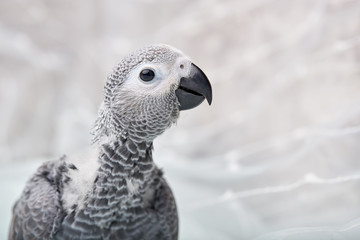 Manual chick Jaco at the age of three months posing and playing.
