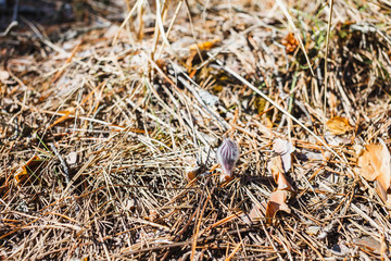 The first dream-grass has not yet dissolved © WoodHunt