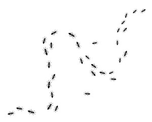 Ant Logo template vector illustration