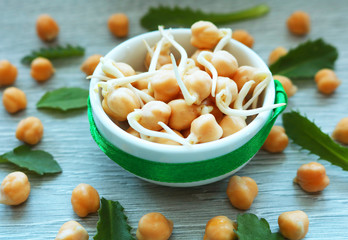 Sprouted grains of chickpea lie in a round plate. A healthy lifestyle offers the use of cereal sprouts. 