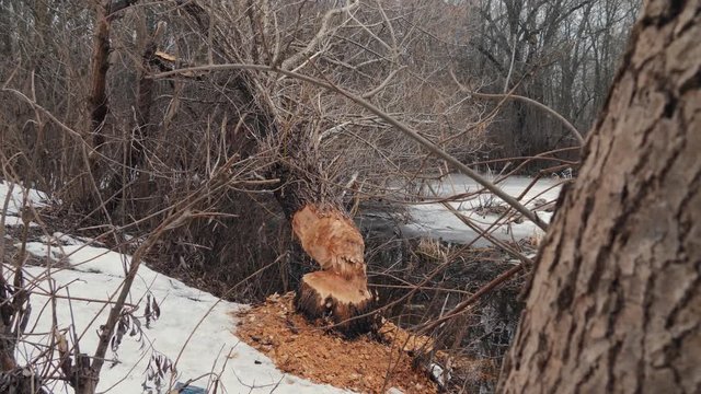 A tree was torn down by a beaver on the shore of a reservoir. Beaver traces