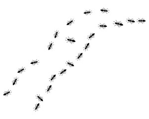 Ant Logo template vector illustration