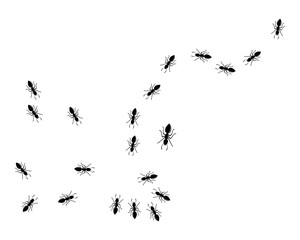 Ant Logo template vector illustration