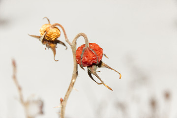 wild rose berries on snow background